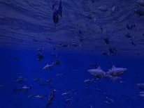 Cheats for Be a Fish - VR Simulator on Android e iPhone
